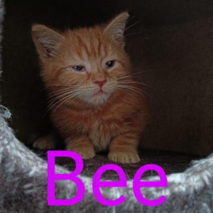 AB Bee poes