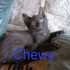 AB Chewy kater