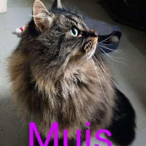 AB Muis poes