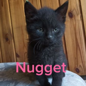AB Nugget poes