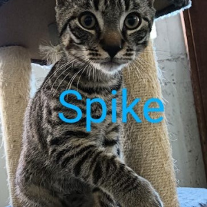 AB Spike kater
