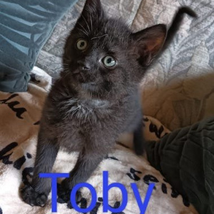 AB Toby kater