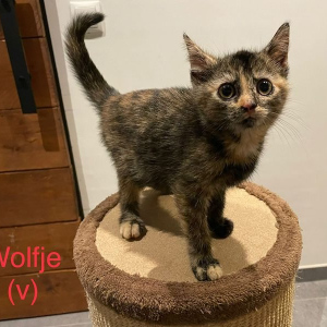 AI Wolfje poes