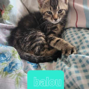 PS Balou kater