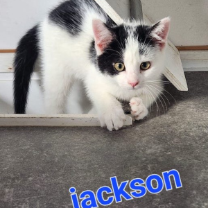 PS-Jackson-kater