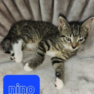 PS Nino kater