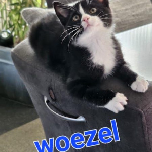 PS Woezel kater