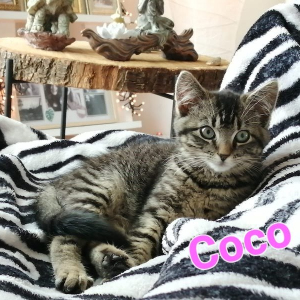 RH Coco poes