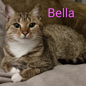 SSK Bella poes