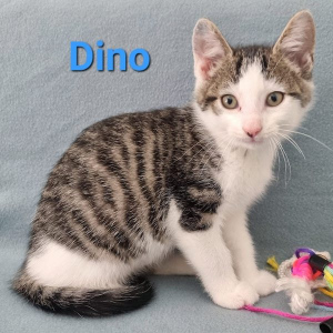 SSK Dino kater