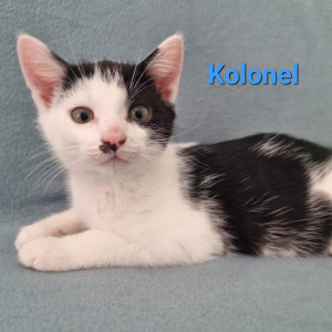 SSK Kolonel kater