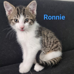 SSK Ronnie kater