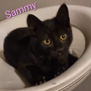 SSK Sammy poes