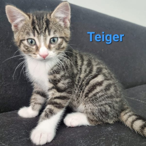 SSK Teiger kater