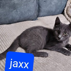 WH Jaxx kater