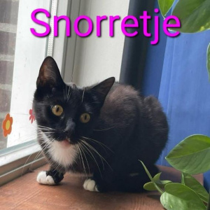 AI-Snorretje-poes