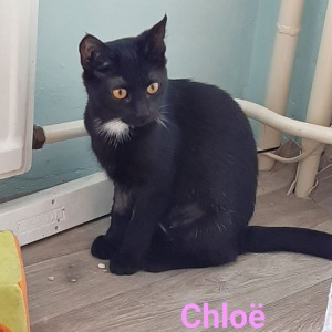 AL-Chloe-poes