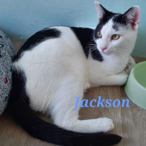 AL-Jackson-kater