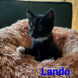 AL-Lando-kater