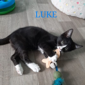 AL-Luke-1-kater