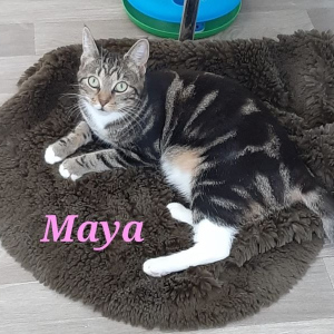 AL-Maya-poes