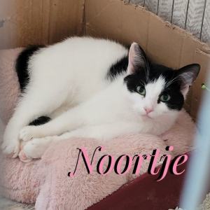 AW-Noortje poes