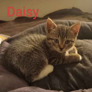 BC-Daisy-poes