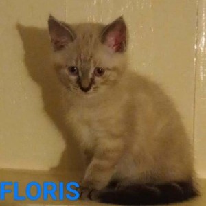 BC-Floris-kater