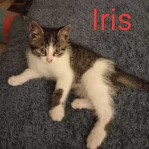 BC-Iris-poes-1