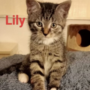 BC-Lily-1-poes