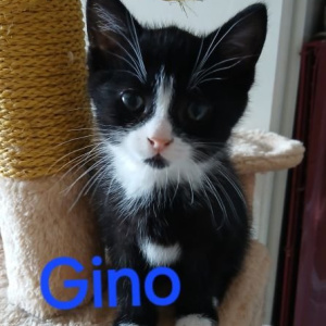 BP-Gino-kater