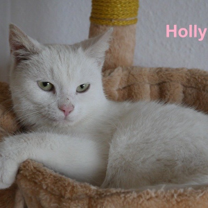 BP-Holly-poes