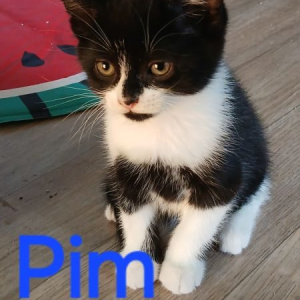 BP-Pim-kater