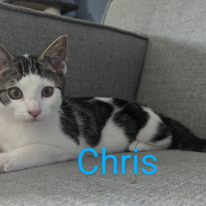 GV-Chris-1-kater