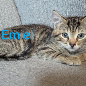 GV-Emiel-kater