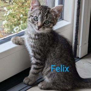 GV-Felix-kater