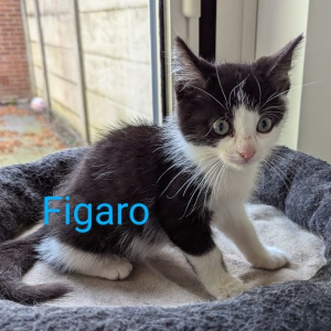 GV-Figaro-kater