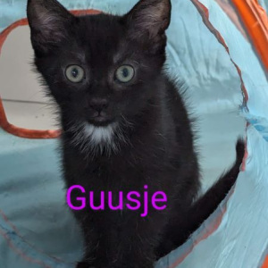 GV-Guusje-poes