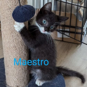 GV-Maestro-kater