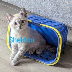 AL-Sheldon-kater