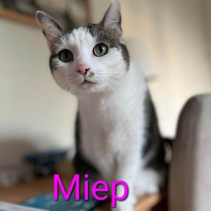 IB-Miep-poes