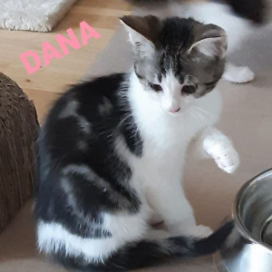 ID-Dana-poes