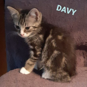 ID-Davy-kater