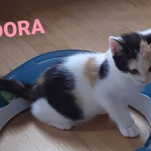 ID-Dora-poes