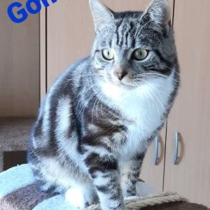 ID-Gompie-kater
