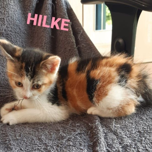 ID-Hilke-poes