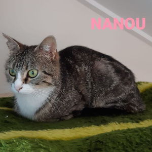 ID-Nanou-poes