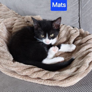 JH-Mats-1-kater