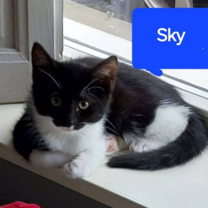 JH-Sky-1-kater