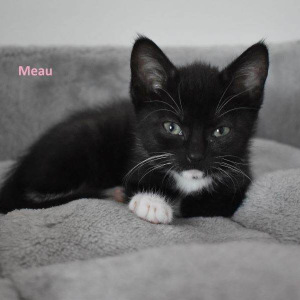 JS-Meau-poes